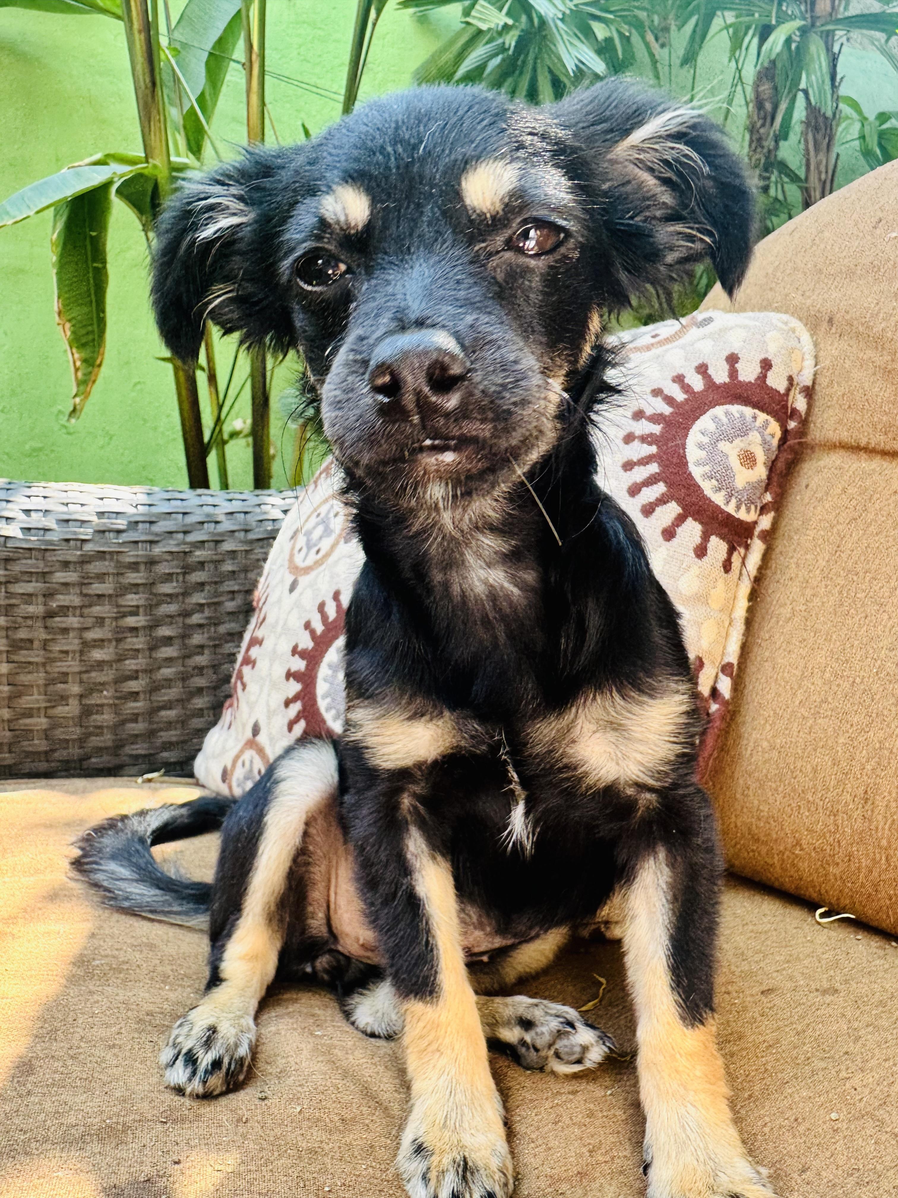 Matcha, adopted, Puppy Female Chihuahua.