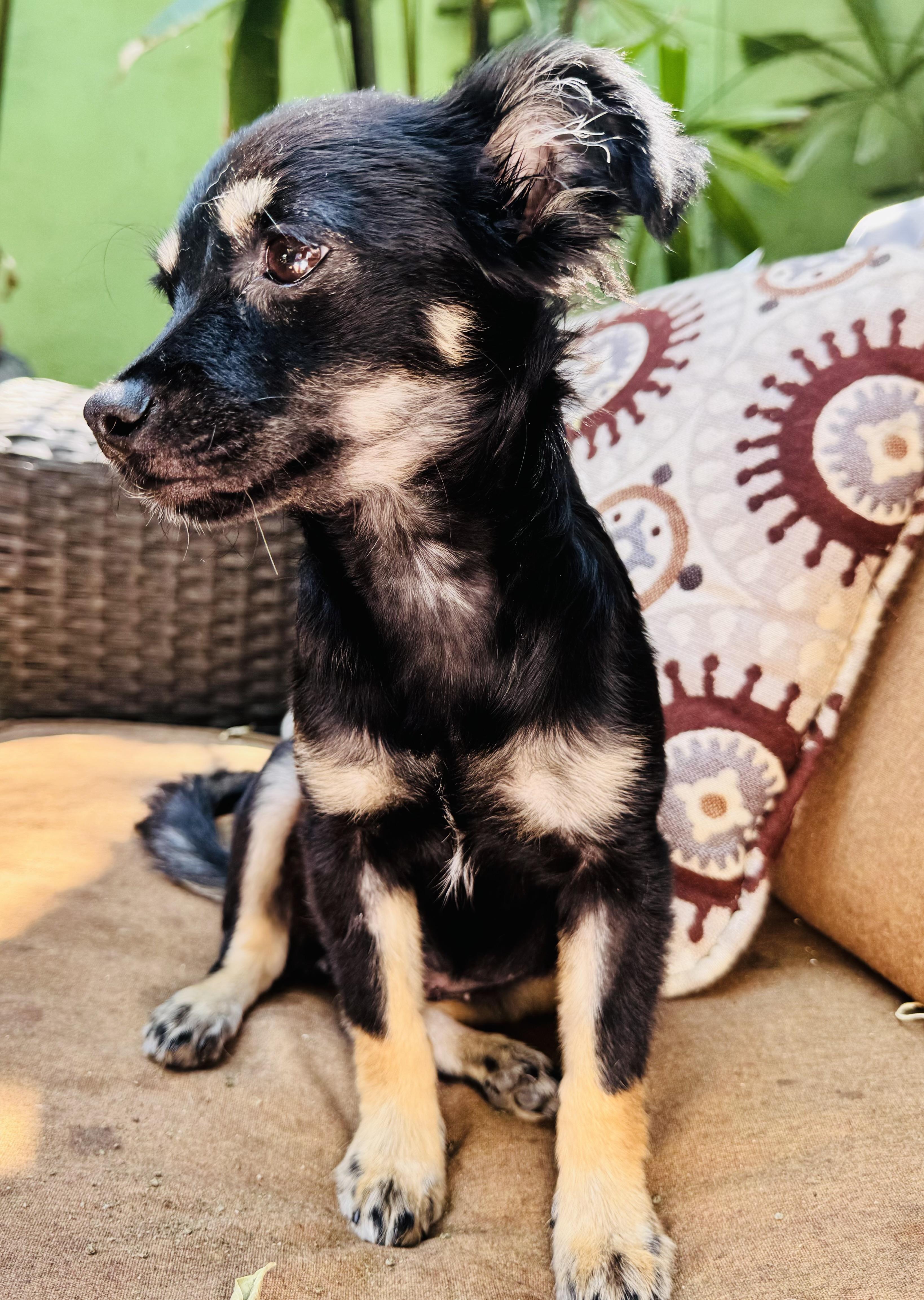Matcha, an adopted mixed breed in Snoqualmie, WA image 6/6