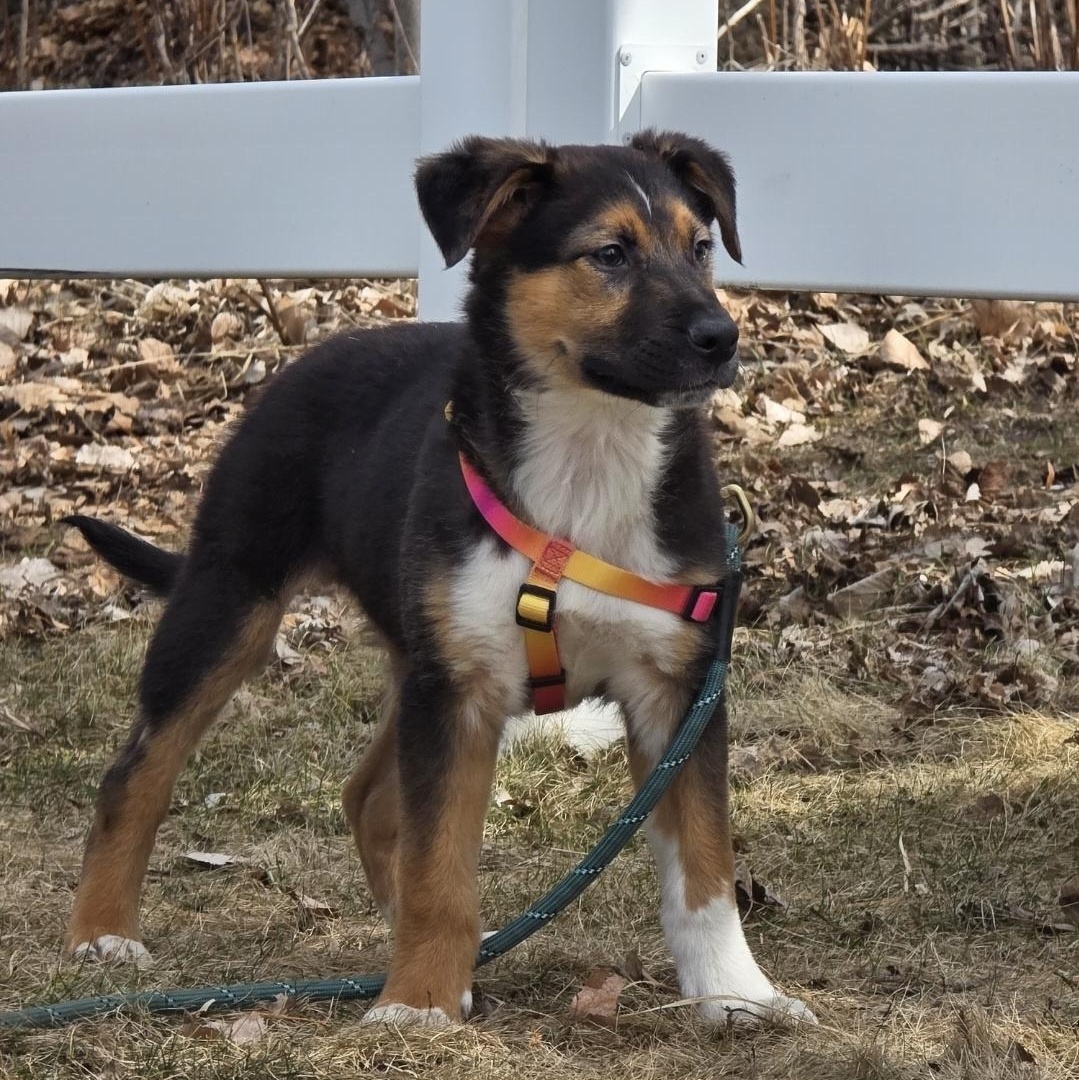 Enlarge Tator Tot , an adopted mixed breed in Farmington, MN image 5/5