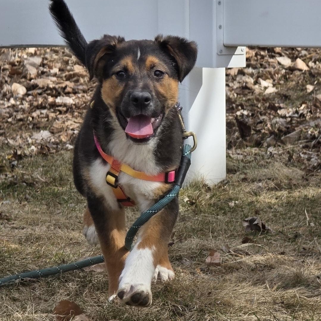 Enlarge Tator Tot , an adopted mixed breed in Farmington, MN image 3/5