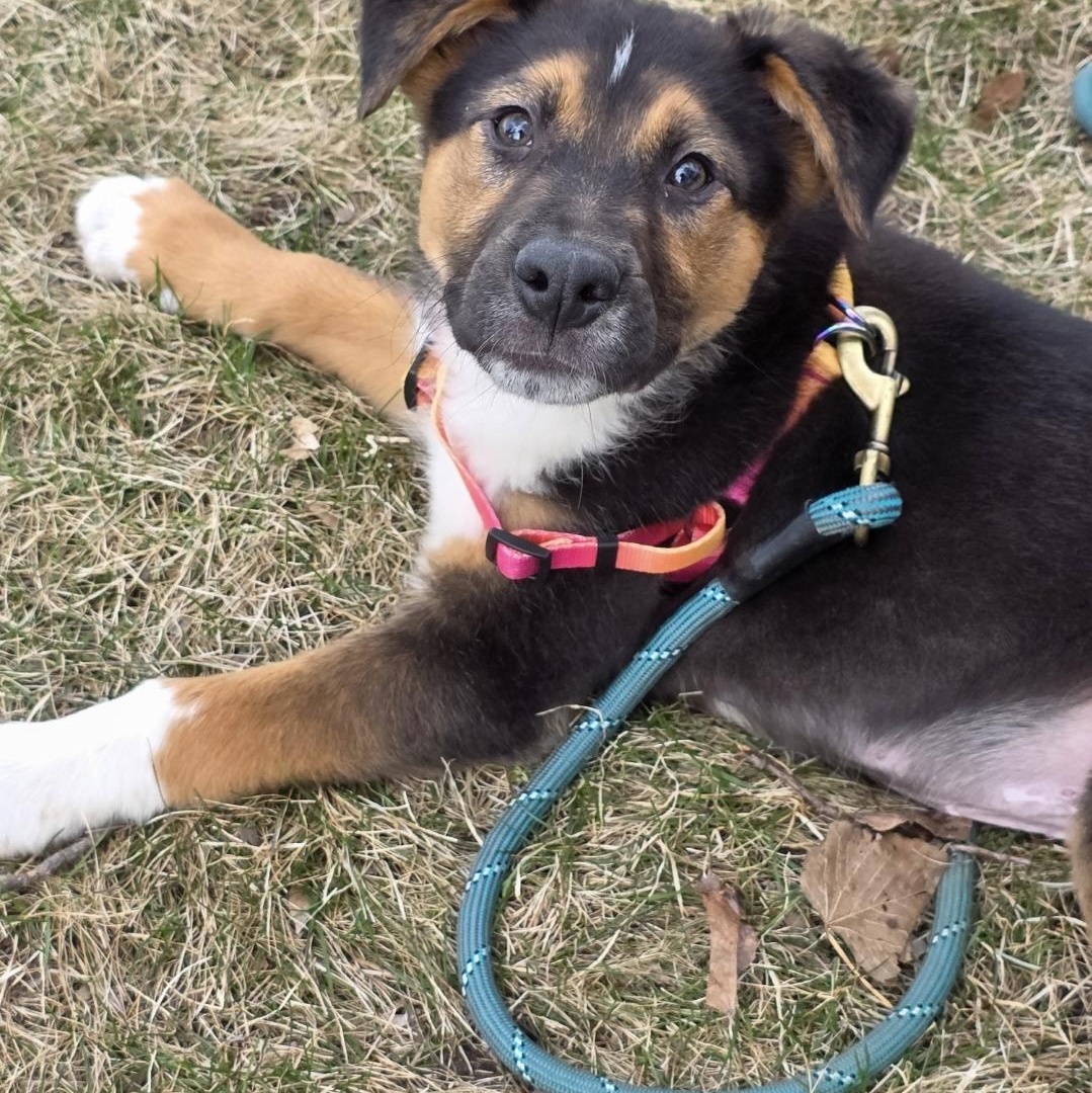 Enlarge Tator Tot , an adopted mixed breed in Farmington, MN image 4/5