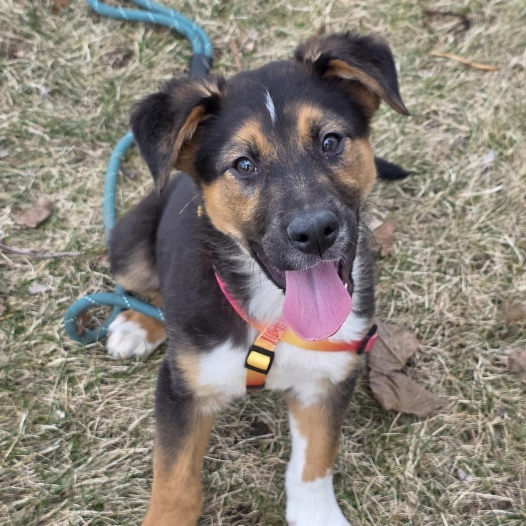 Enlarge Tator Tot , an adopted mixed breed in Farmington, MN image 1/5