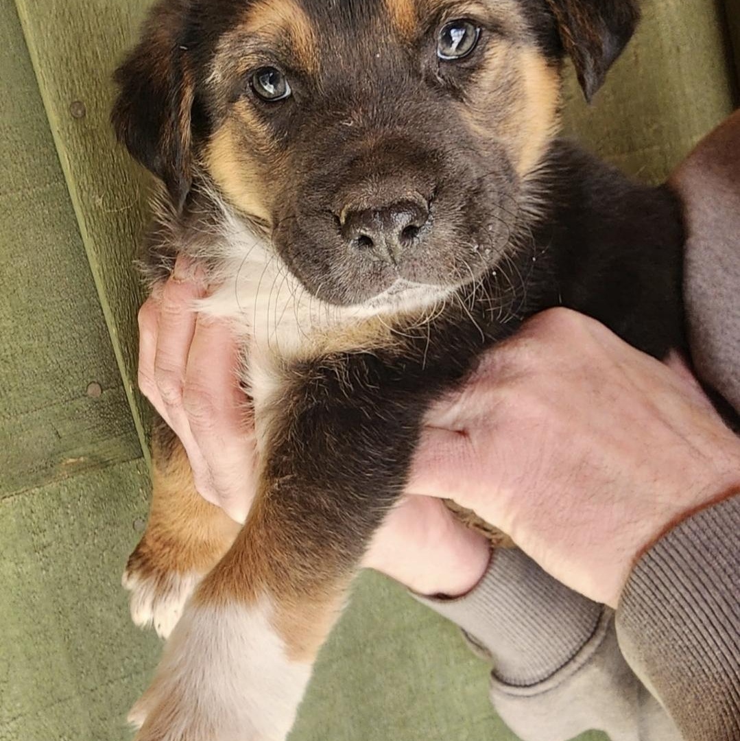 Enlarge Tator Tot , an adopted mixed breed in Farmington, MN image 2/5
