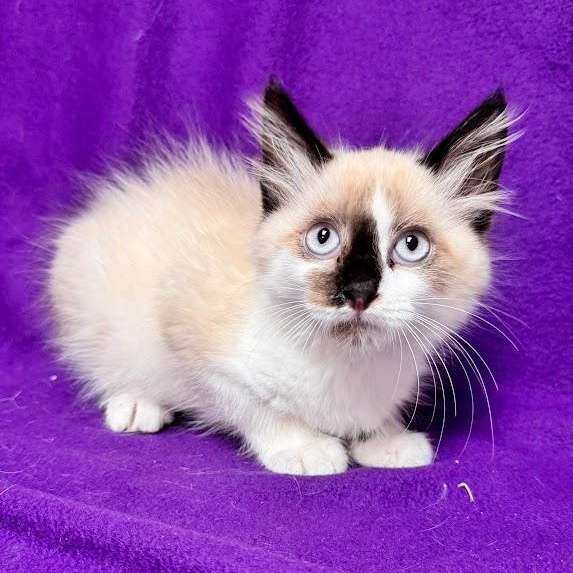 Enlarge Tim Tam, an adopted Snowshoe in Waterloo, IA image 1/3