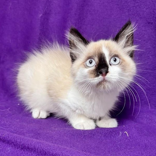 Enlarge Tim Tam, an adopted Snowshoe in Waterloo, IA image 2/3
