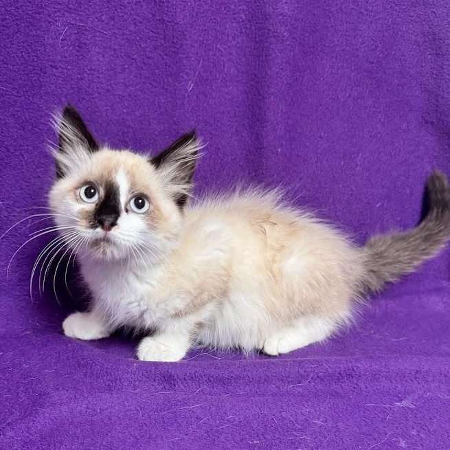 Enlarge Tim Tam, an adopted Snowshoe in Waterloo, IA image 3/3