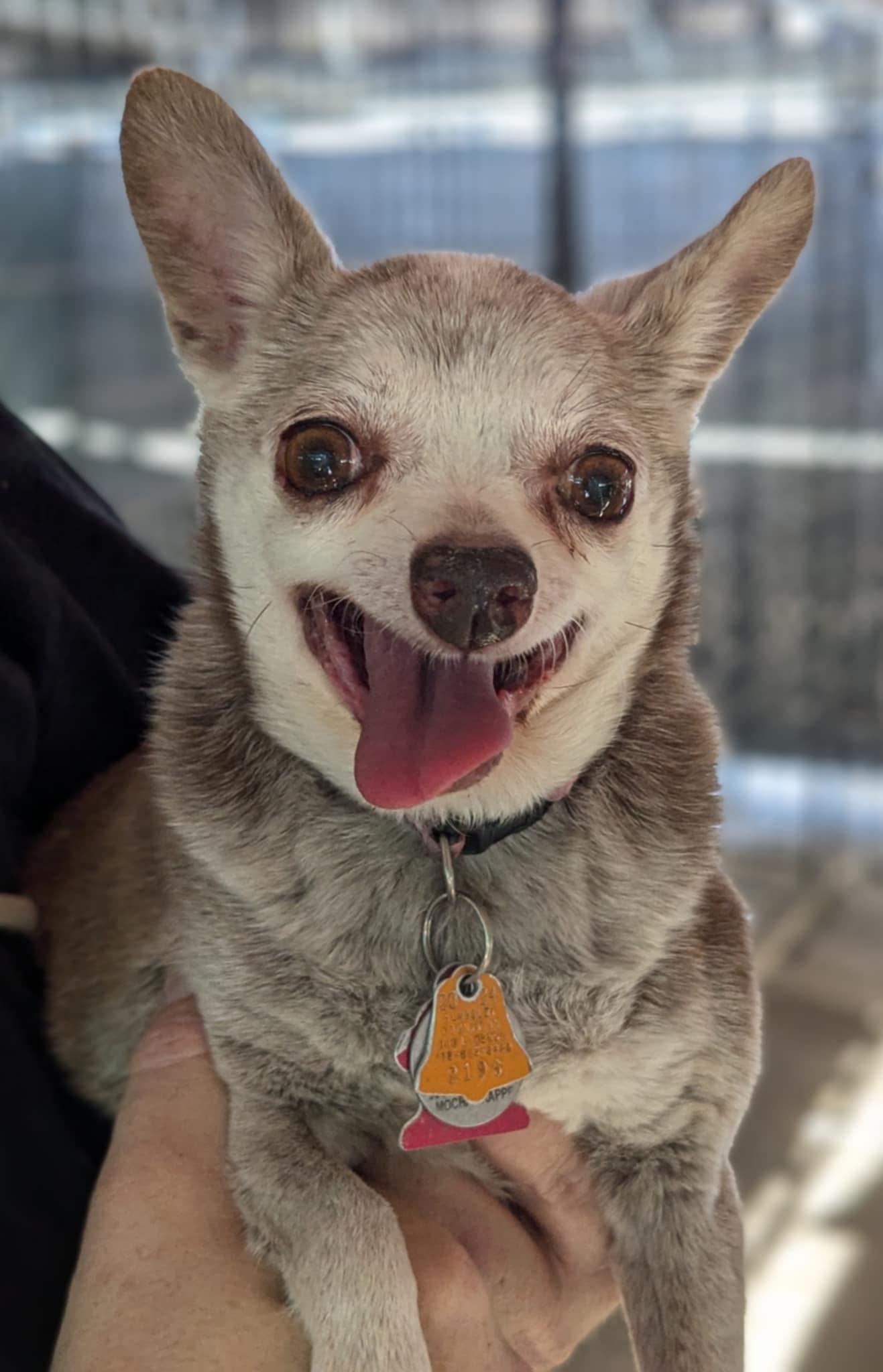 Mocha, Senior Female Chihuahua