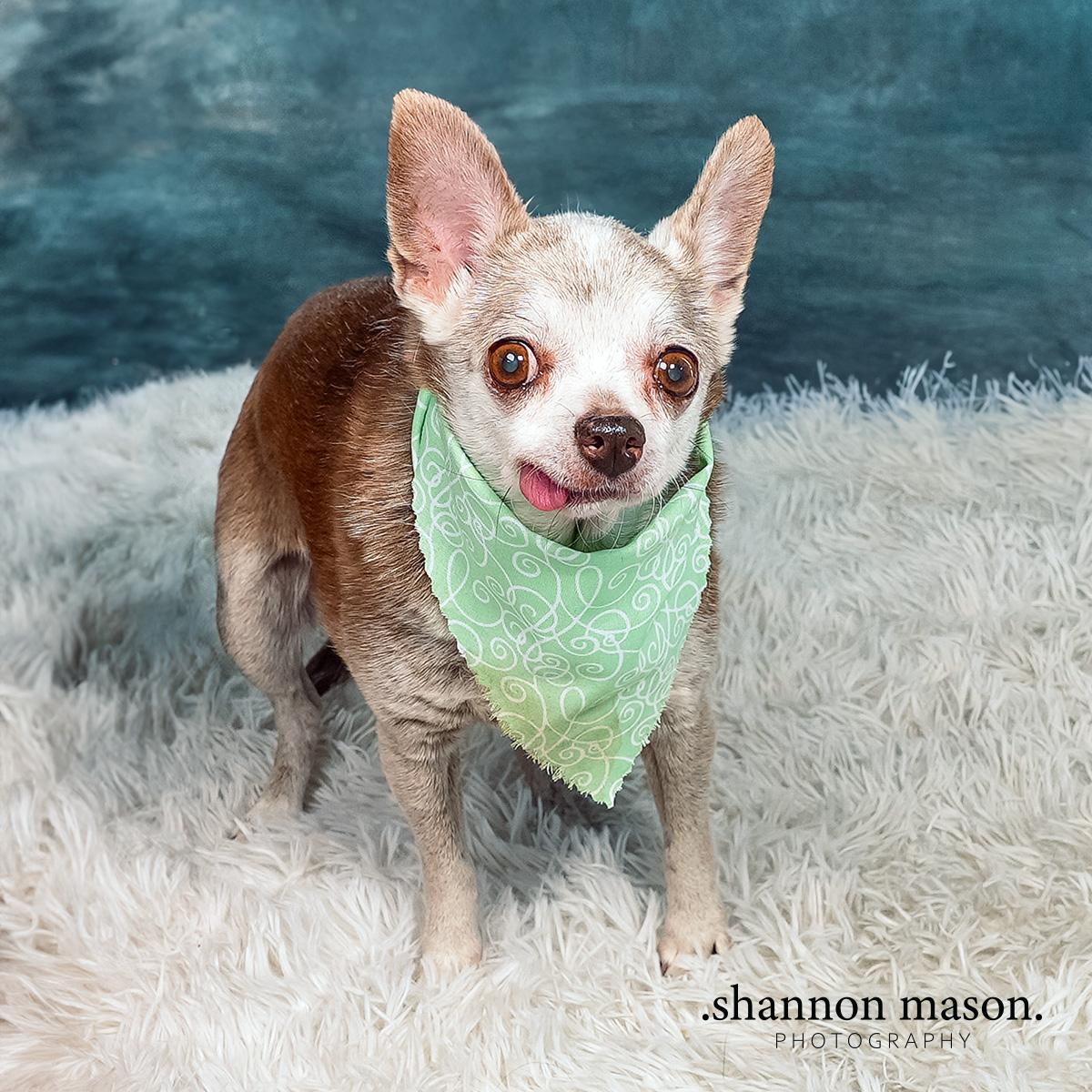 Mocha, Senior Female unknown
