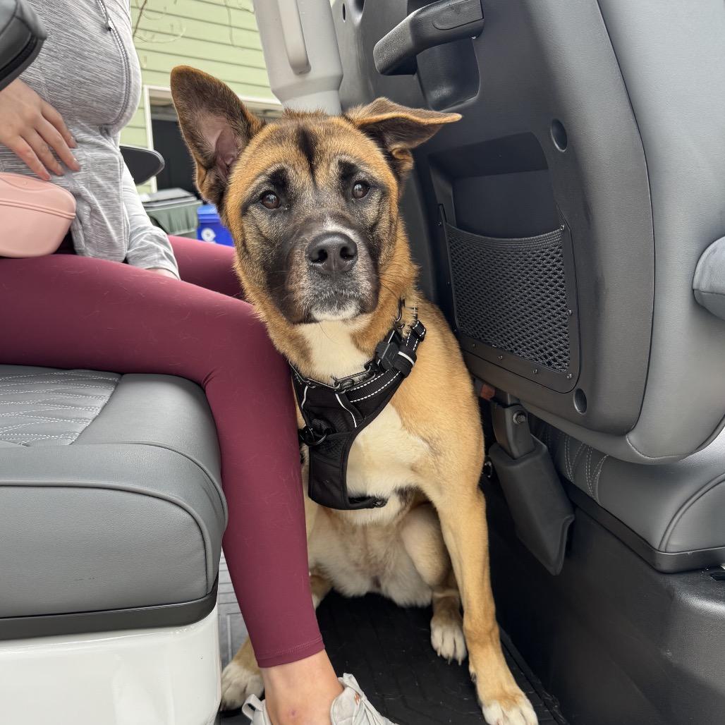 Jasmine, Adoptable, Young Female Akita & Siberian Husky.