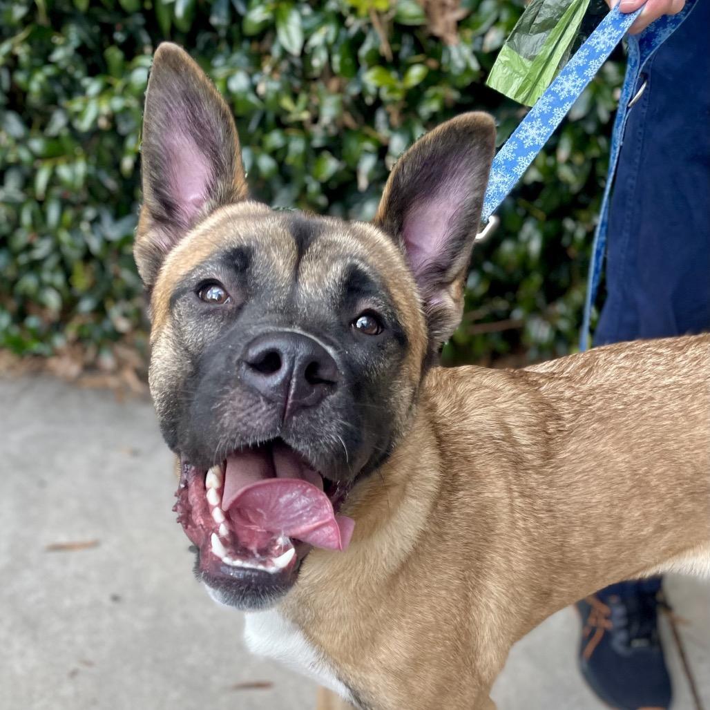 Enlarge Jasmine, a Adoptable mixed breed in Fayetteville, GA image 1/6