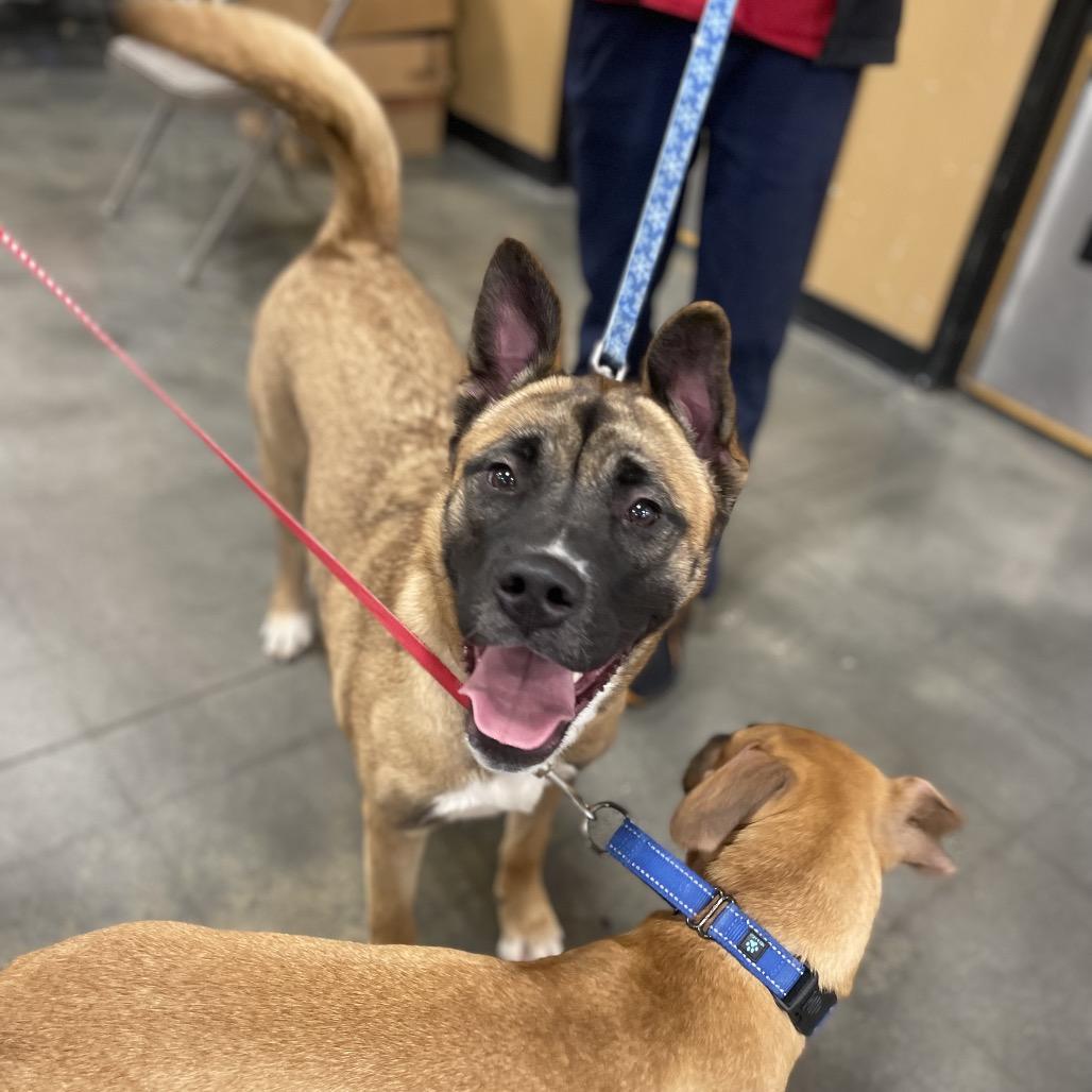 Enlarge Jasmine, a Adoptable mixed breed in Fayetteville, GA image 2/6