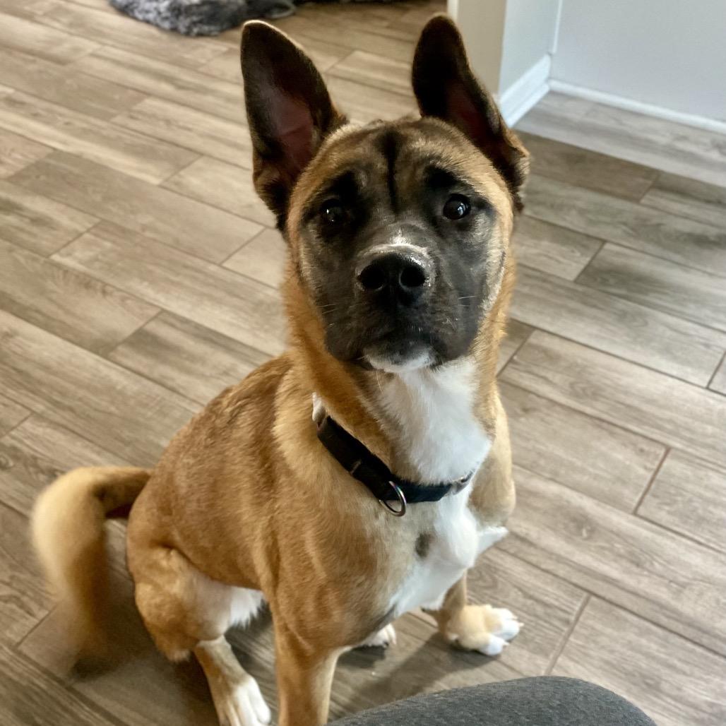 Jasmine, a Adoptable mixed breed in Fayetteville, GA image 1/6