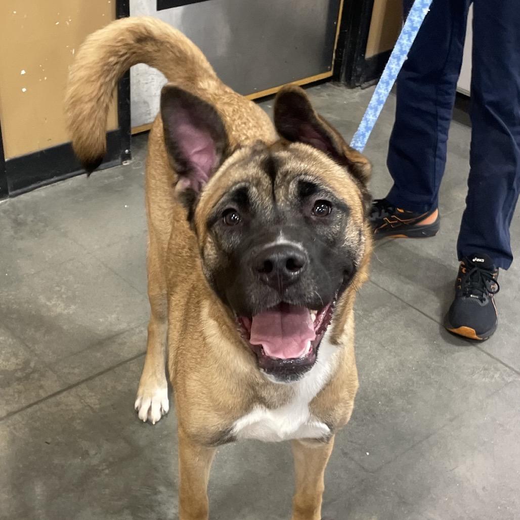 Enlarge Jasmine, a Adoptable mixed breed in Fayetteville, GA image 3/6