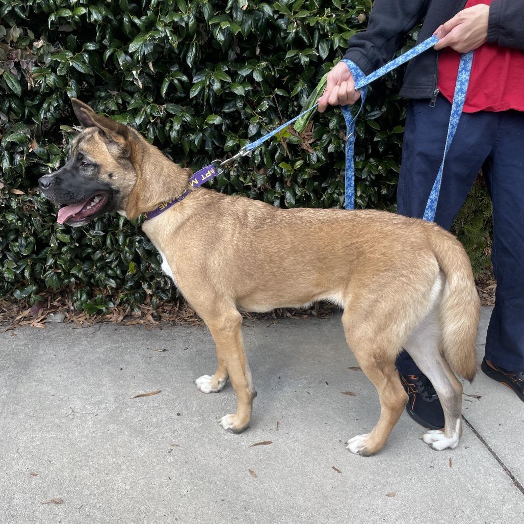 Enlarge Jasmine, a Adoptable mixed breed in Fayetteville, GA image 5/6