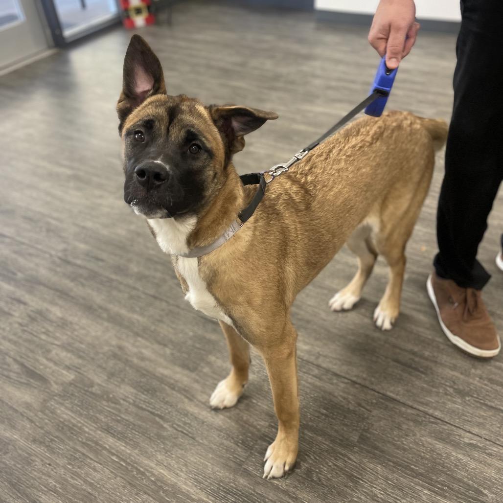 Enlarge Jasmine, a Adoptable mixed breed in Fayetteville, GA image 6/6