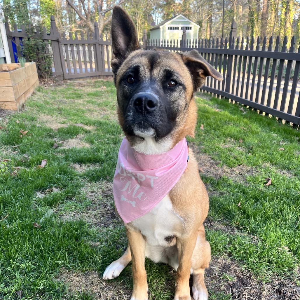 Jasmine, a Adoptable mixed breed in Fayetteville, GA image 6/6