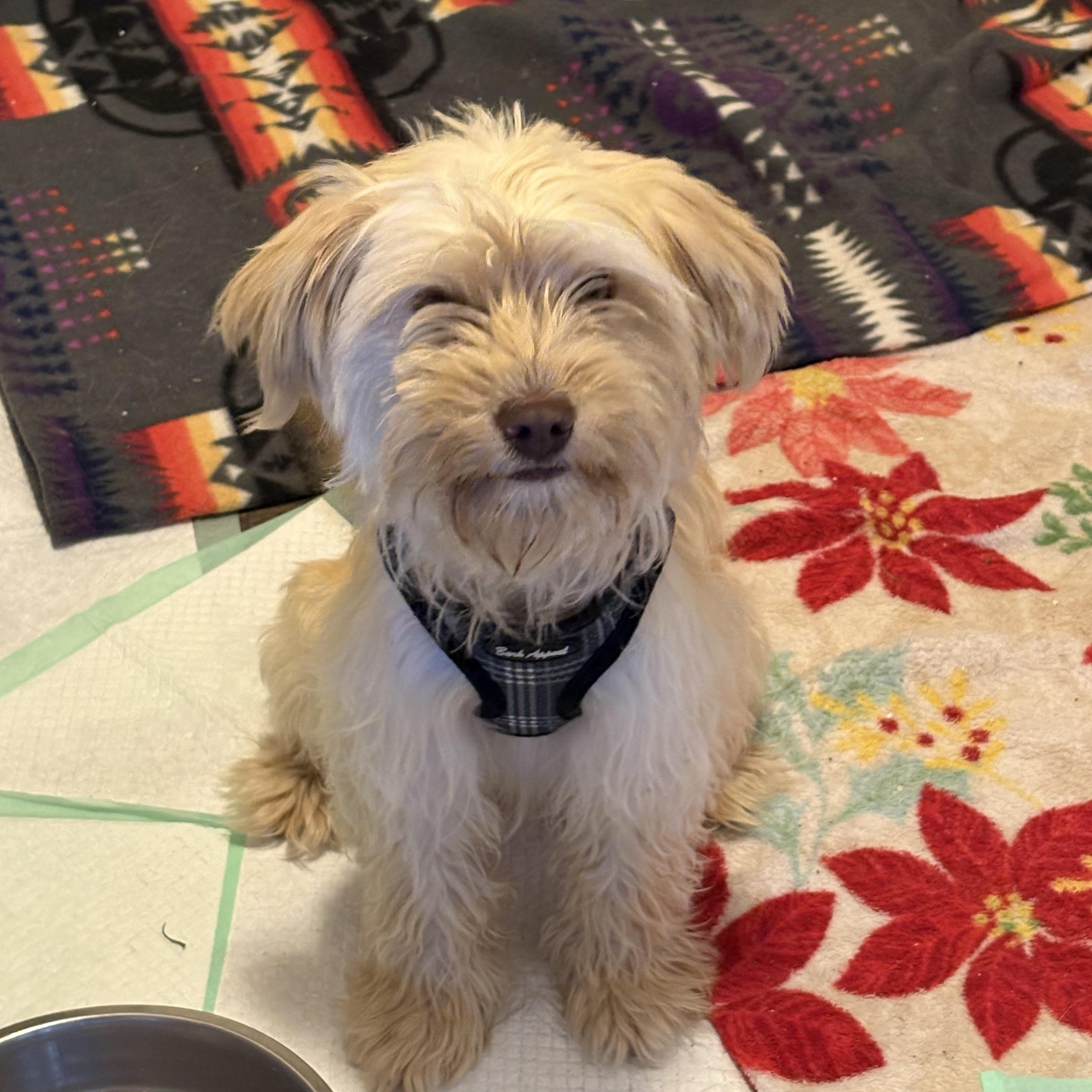 Stella, Adopted, Adult Female Terrier.
