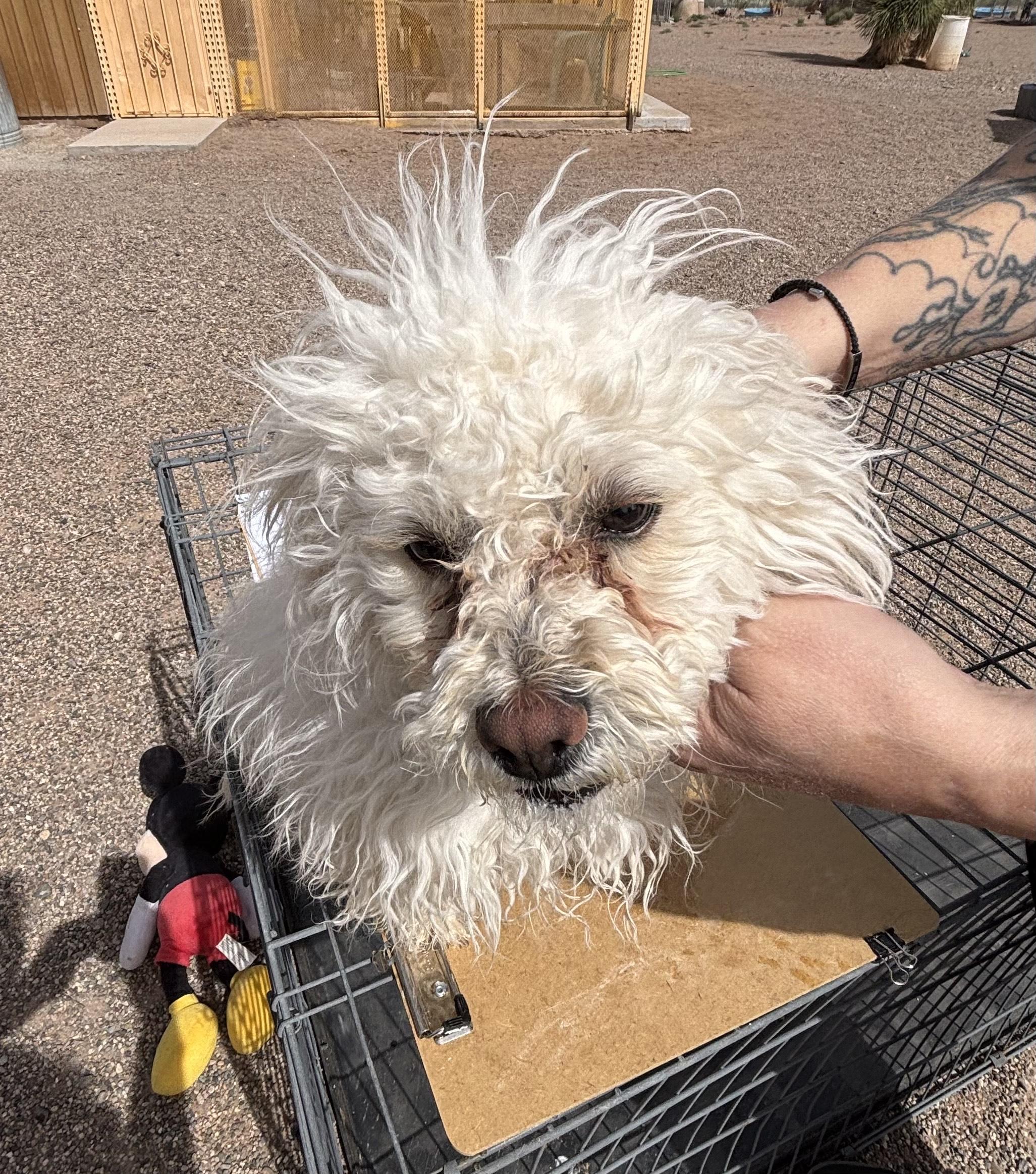 Enlarge Bones, an adopted mixed breed in Deming, NM image 2/3