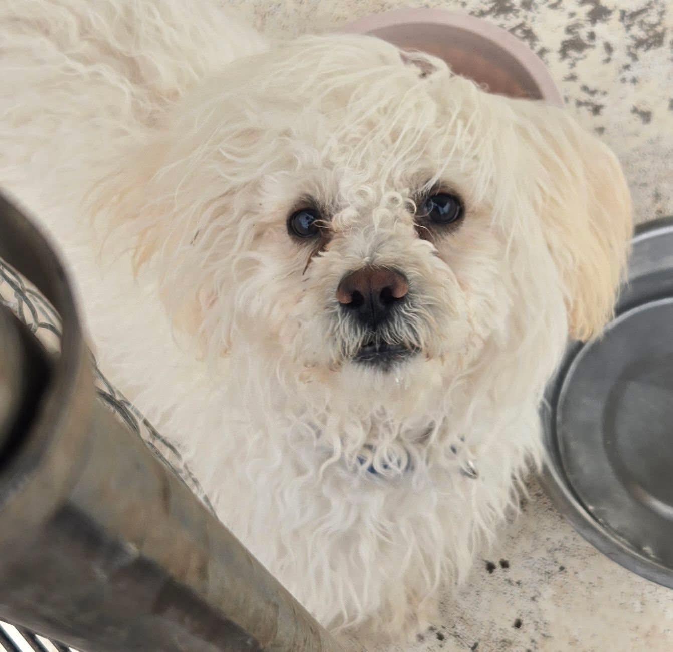 Bones, adopted, Young Male Poodle & Maltese.