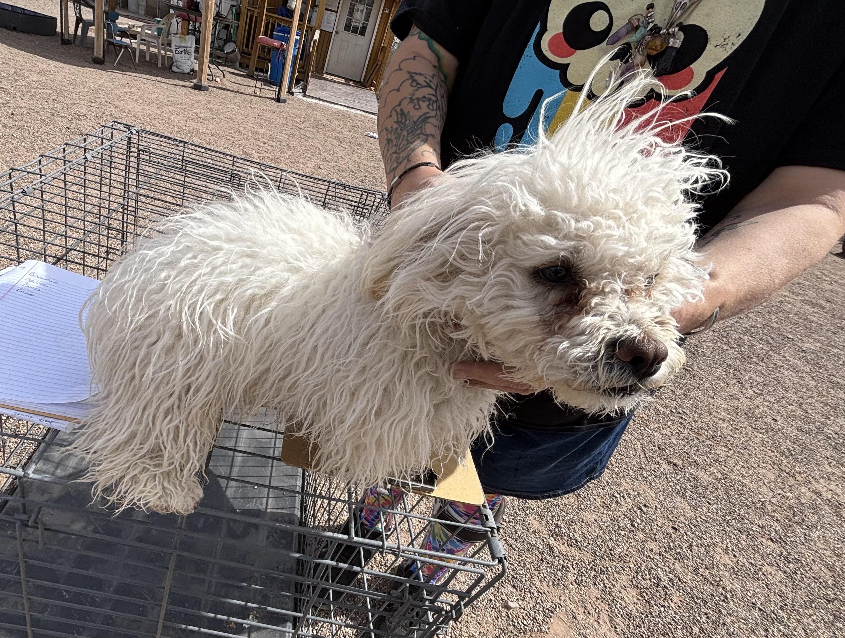 Enlarge Bones, an adopted mixed breed in Deming, NM image 3/3