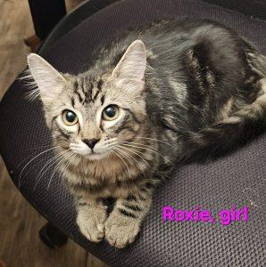 Roxie, Adoptable, Kitten Female Domestic Short Hair.