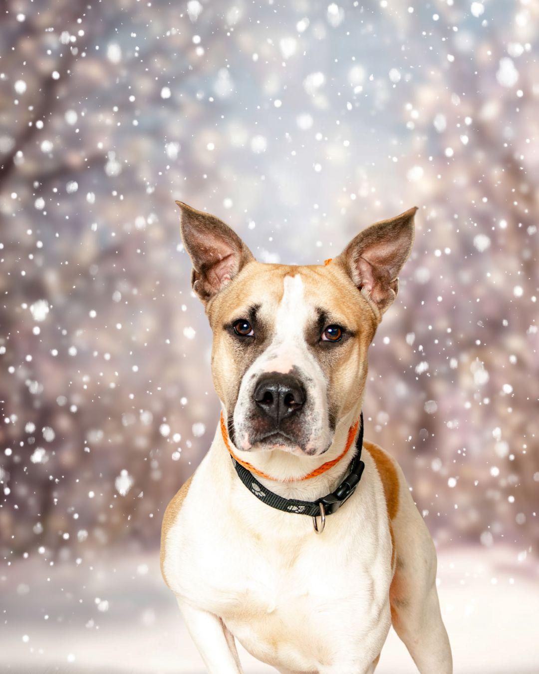 Koby, a ADOPTABLE mixed breed in Oak Ridge, TN image 2/6