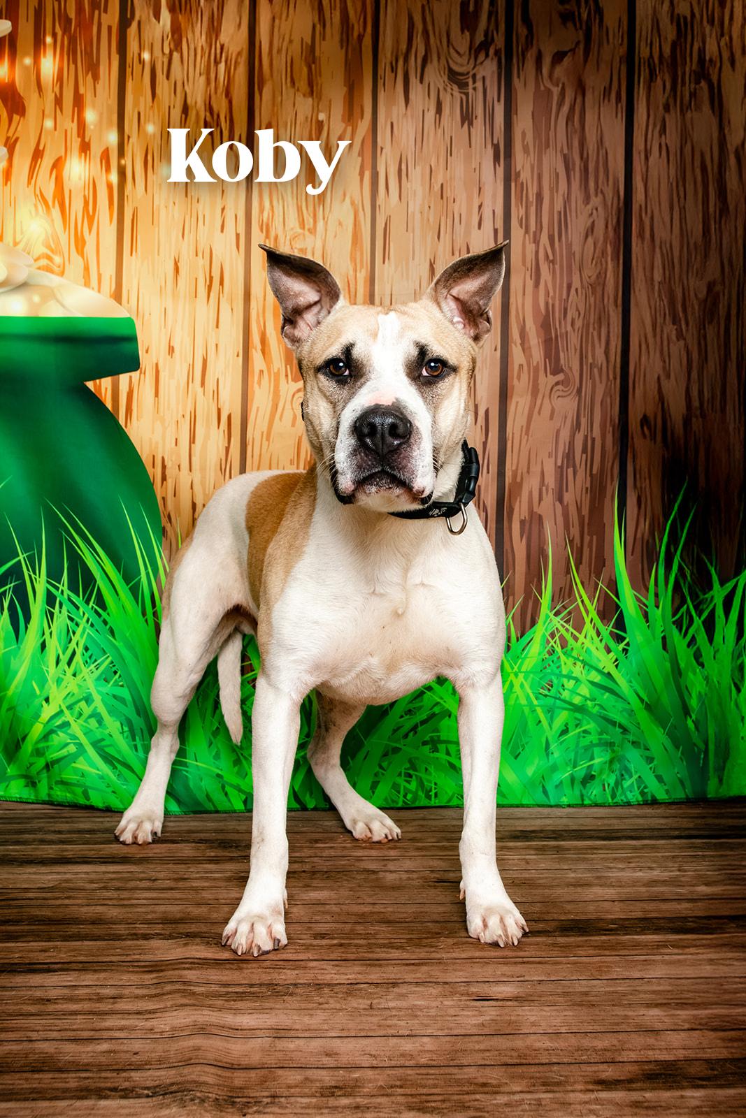 Koby, a ADOPTABLE mixed breed in Oak Ridge, TN image 6/6