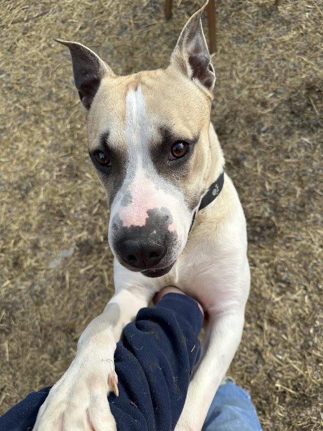 Koby, a ADOPTABLE mixed breed in Oak Ridge, TN image 5/6