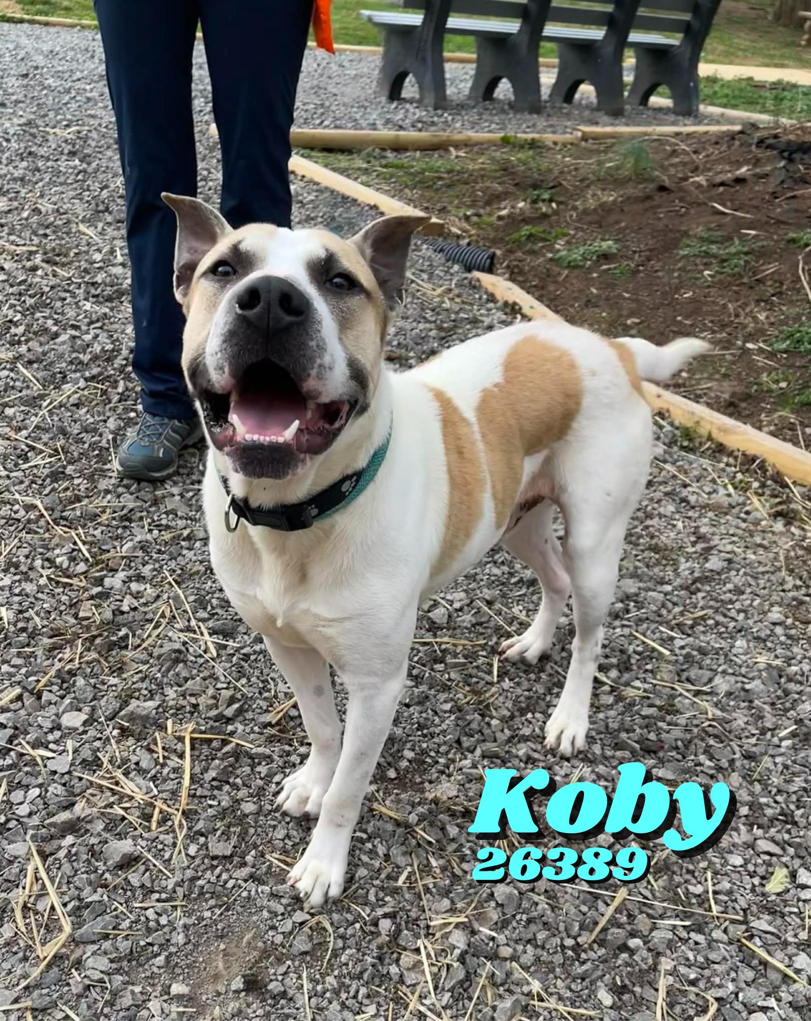 Koby, ADOPTABLE, Young Male Shar-Pei.