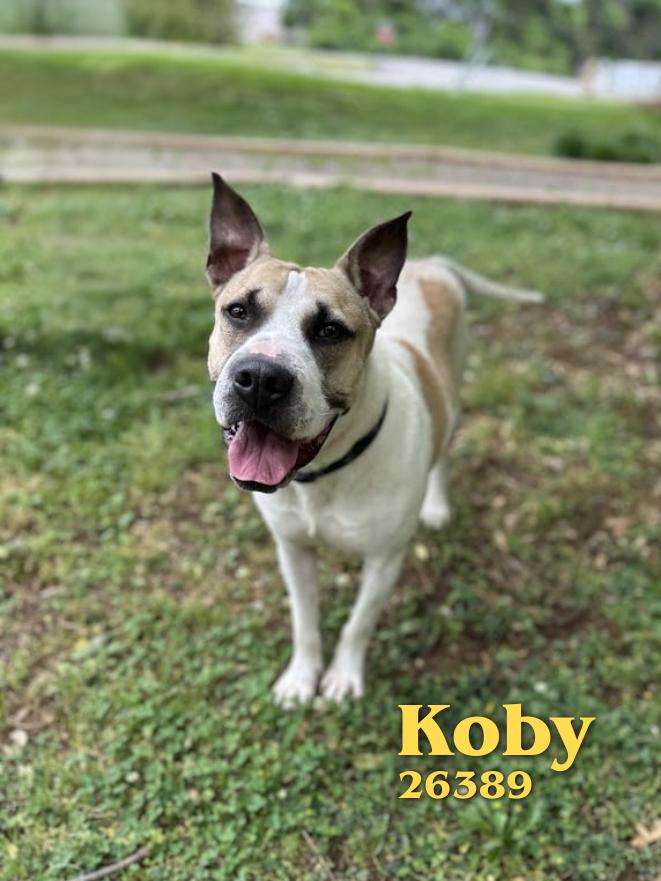 Koby, a ADOPTABLE mixed breed in Oak Ridge, TN image 1/6