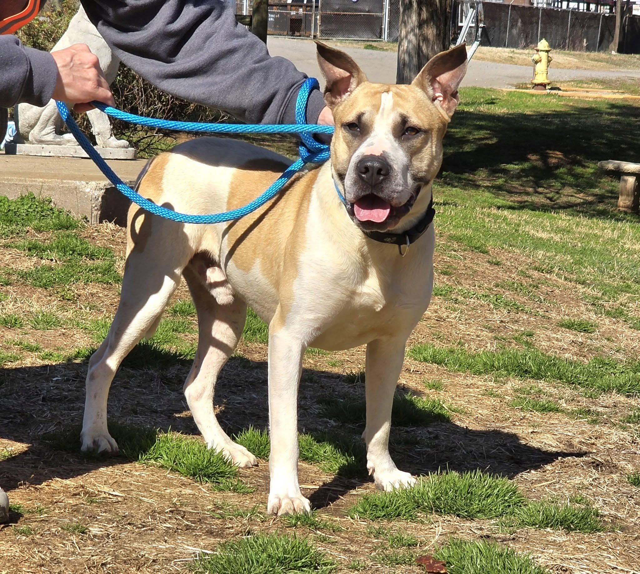 Koby, a ADOPTABLE mixed breed in Oak Ridge, TN image 4/6