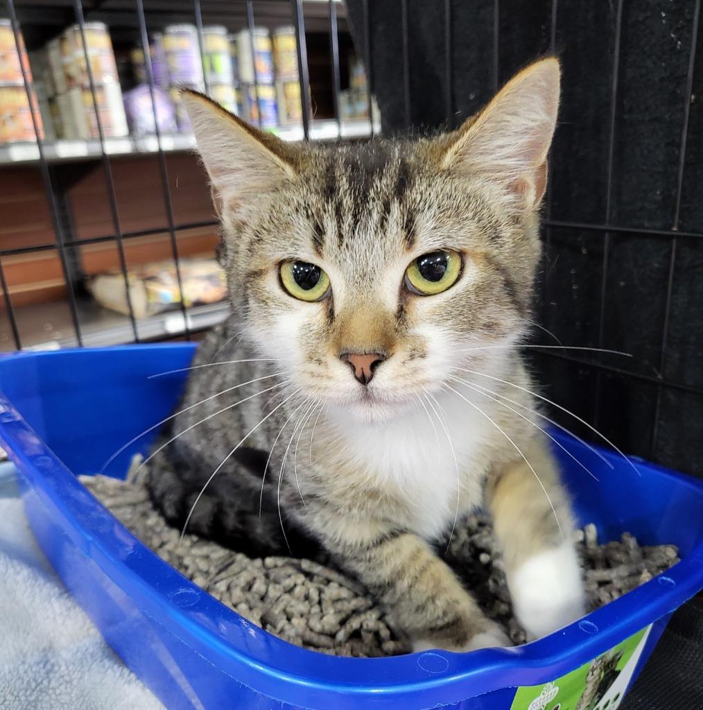 Enlarge Indica, a Adoptable mixed breed in Buford, GA image 1/6