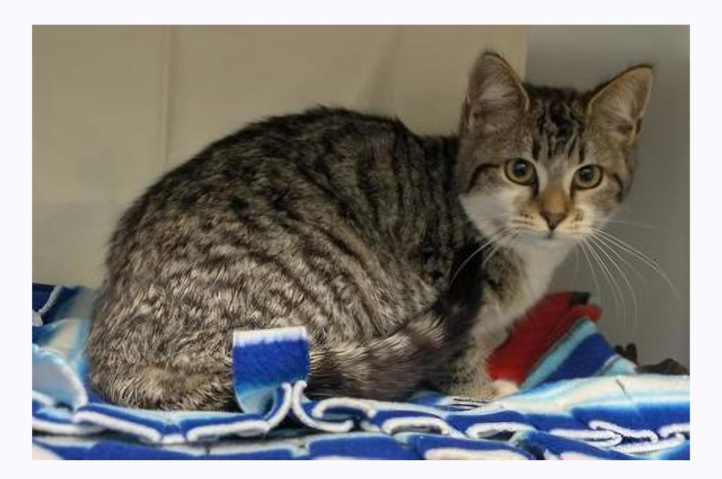 Enlarge Indica, a Adoptable mixed breed in Buford, GA image 4/6