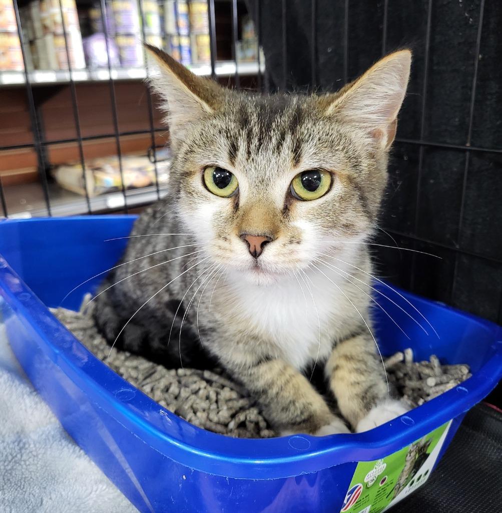 Indica, a Adoptable mixed breed in Buford, GA image 2/6