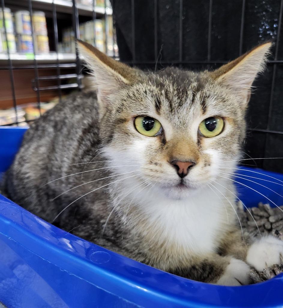 Enlarge Indica, a Adoptable mixed breed in Buford, GA image 6/6