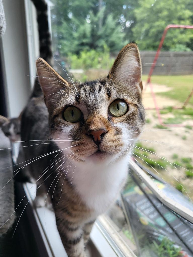 Indica, a Adoptable mixed breed in Buford, GA image 5/6