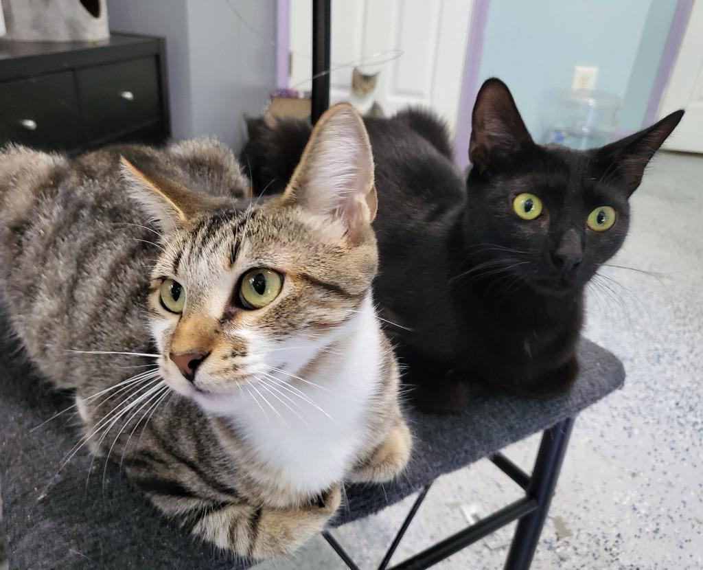 Indica, a Adoptable mixed breed in Buford, GA image 6/6