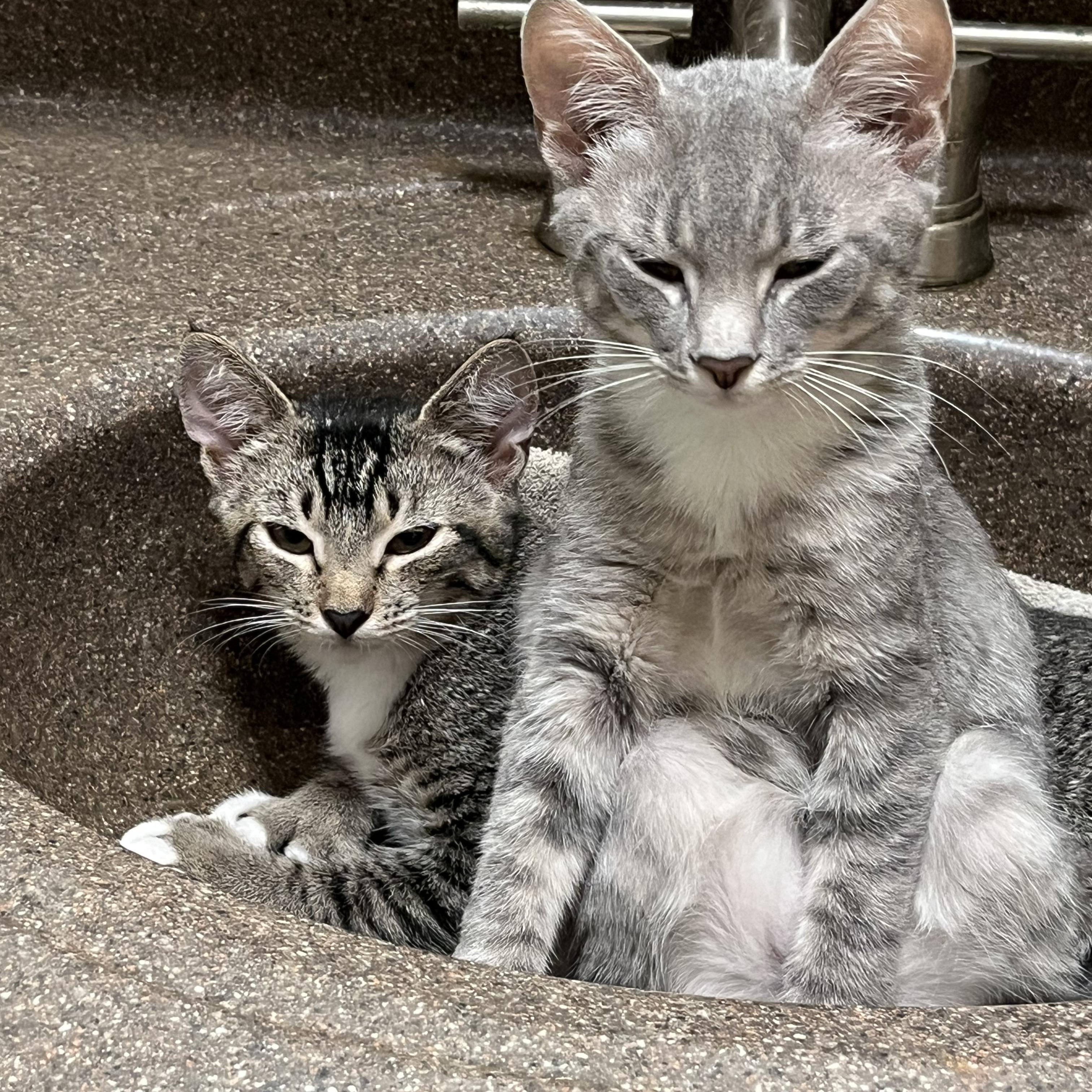 Chrissy and Cookie, Adoptable, Young Female Domestic Short Hair.