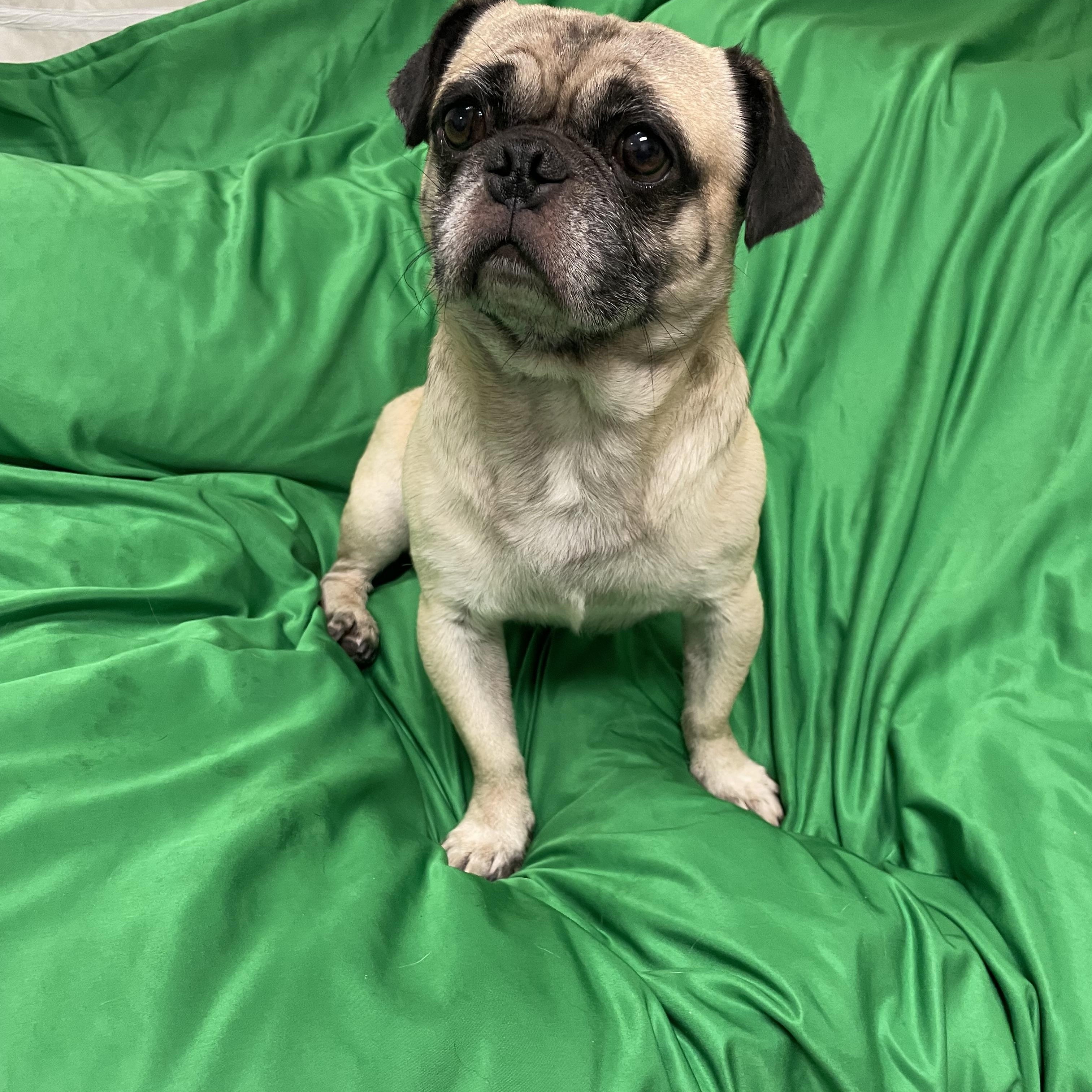 Enlarge Rolo, a Adoptable Pug in Phoenix, AZ image 2/5