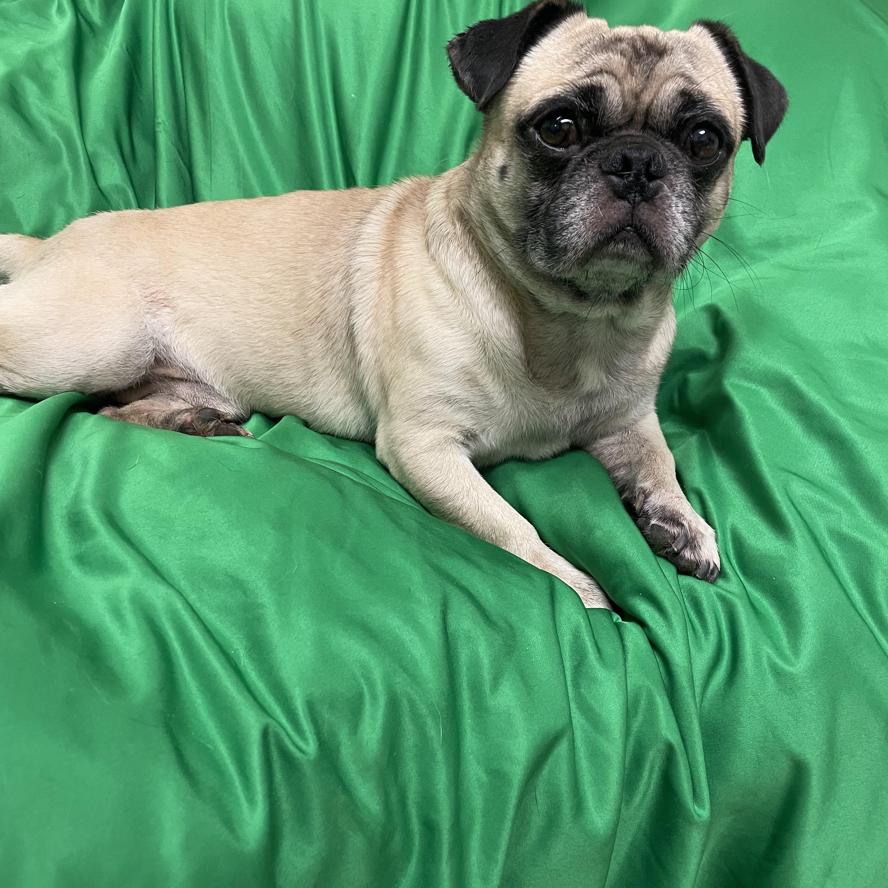 Enlarge Rolo, a Adoptable Pug in Phoenix, AZ image 4/5