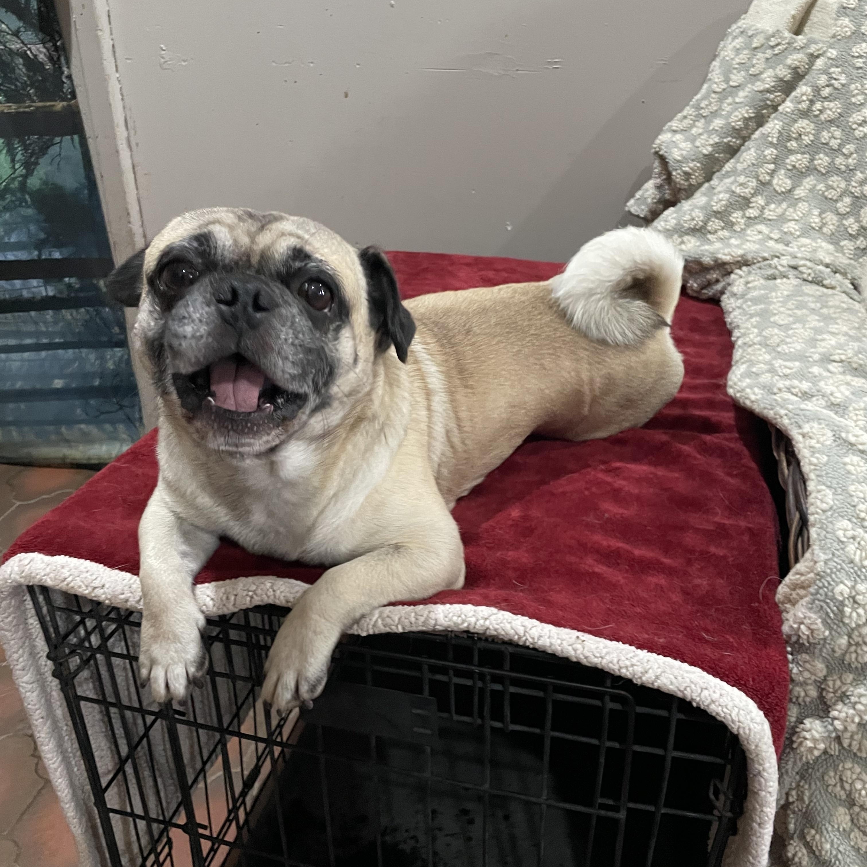 Rolo, Adoptable, Adult Male Pug.
