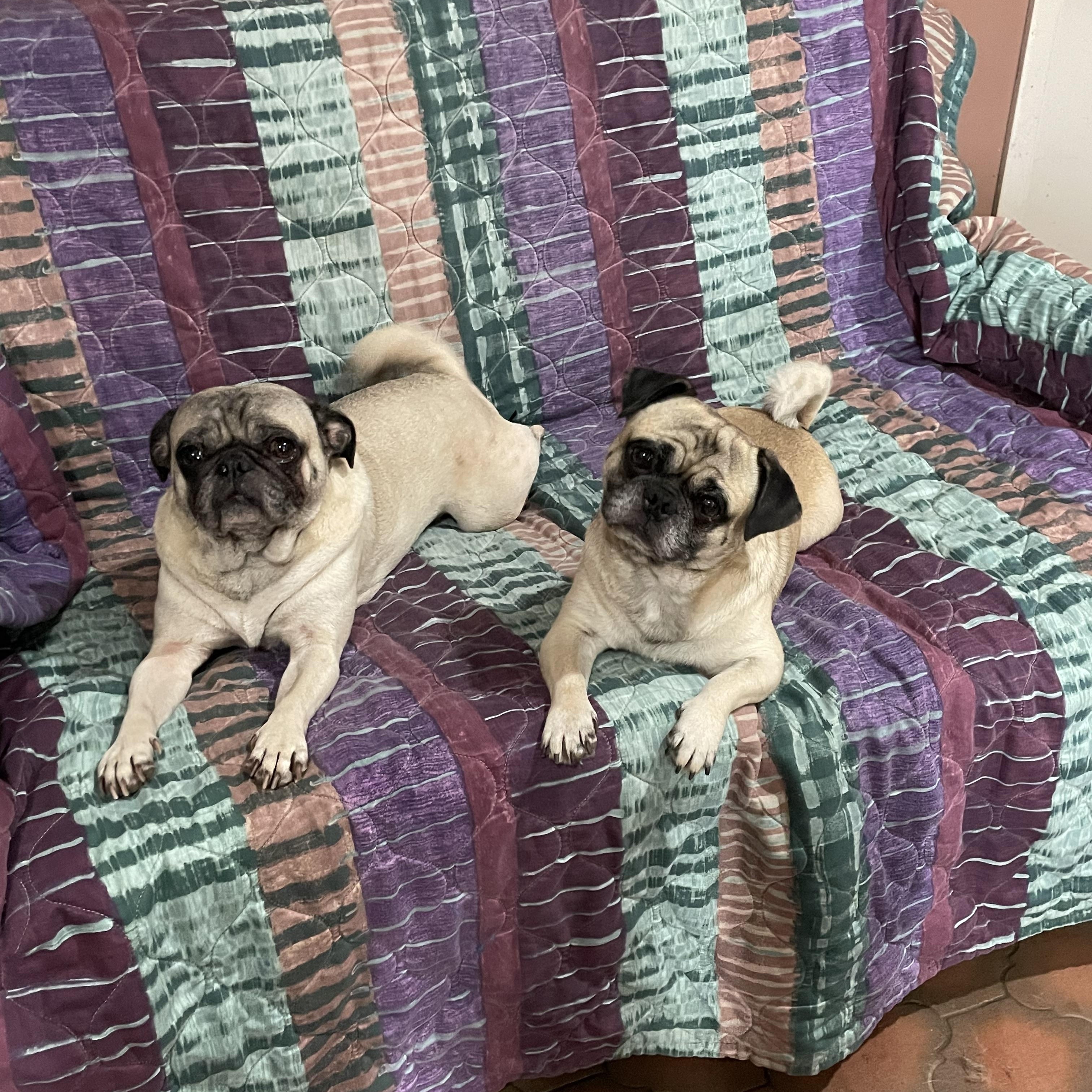 Enlarge Rolo, a Adoptable Pug in Phoenix, AZ image 3/5