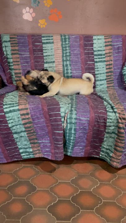 Enlarge Rolo, a Adoptable Pug in Phoenix, AZ video 5/5