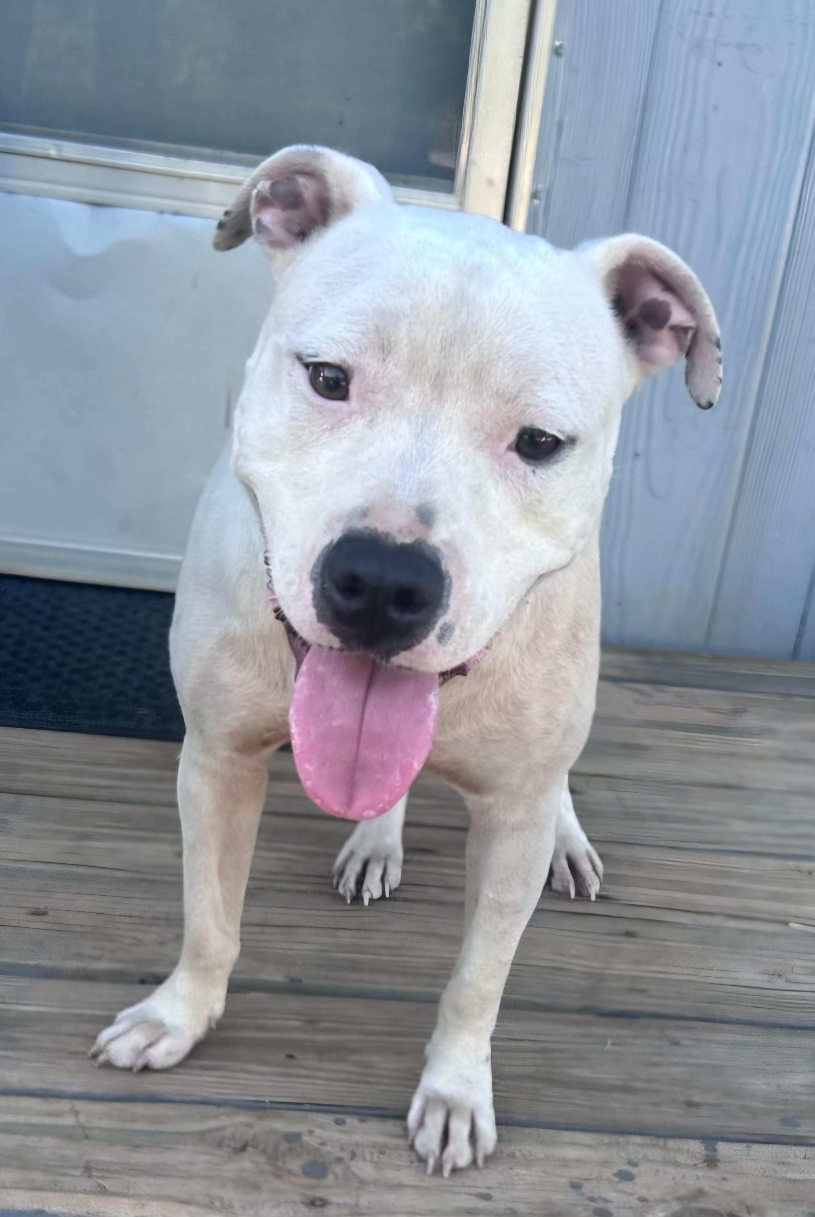 Enlarge Ghost, a Adoptable mixed breed in Abbeville, SC image 2/5