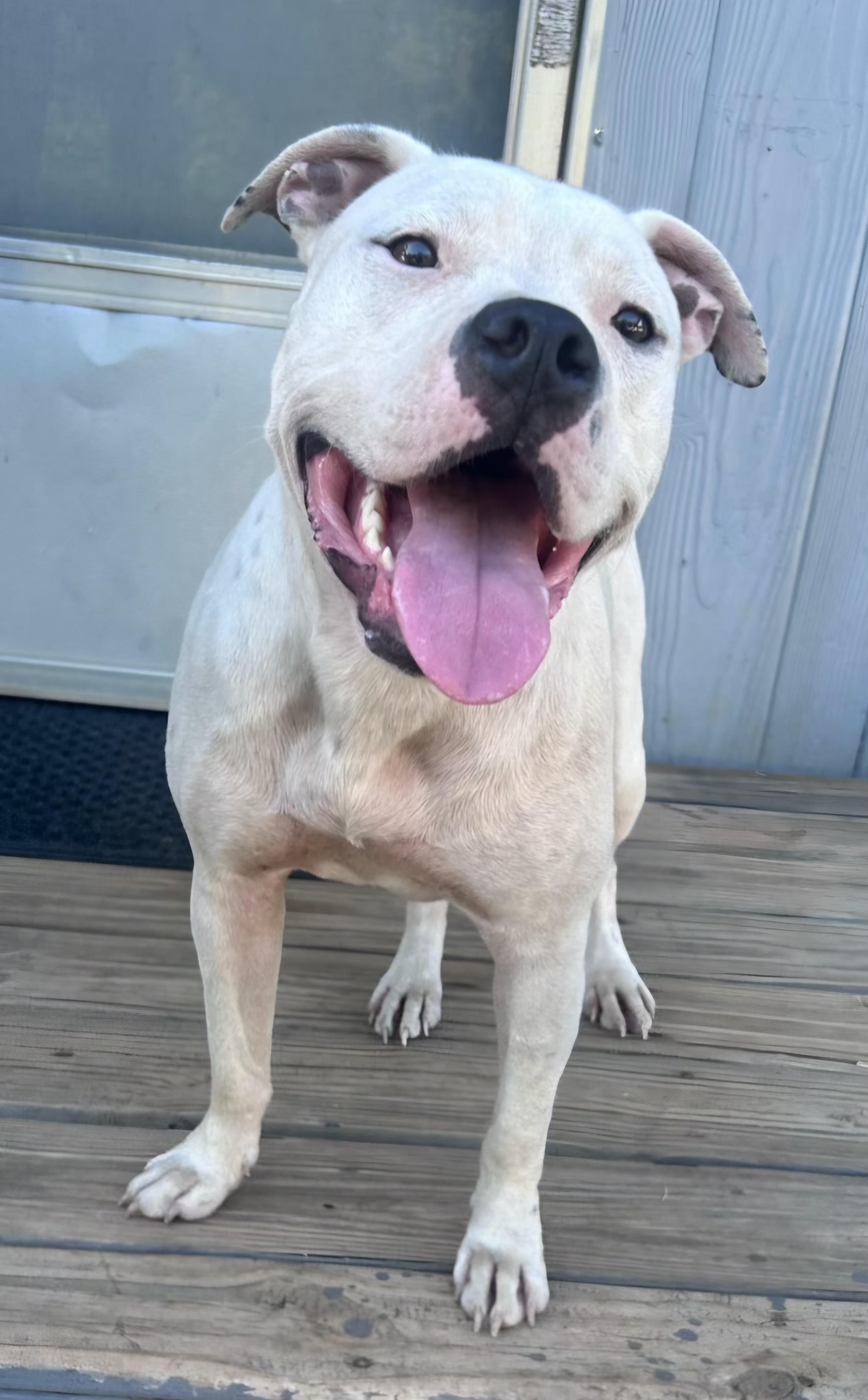 Enlarge Ghost, a Adoptable mixed breed in Abbeville, SC image 3/5