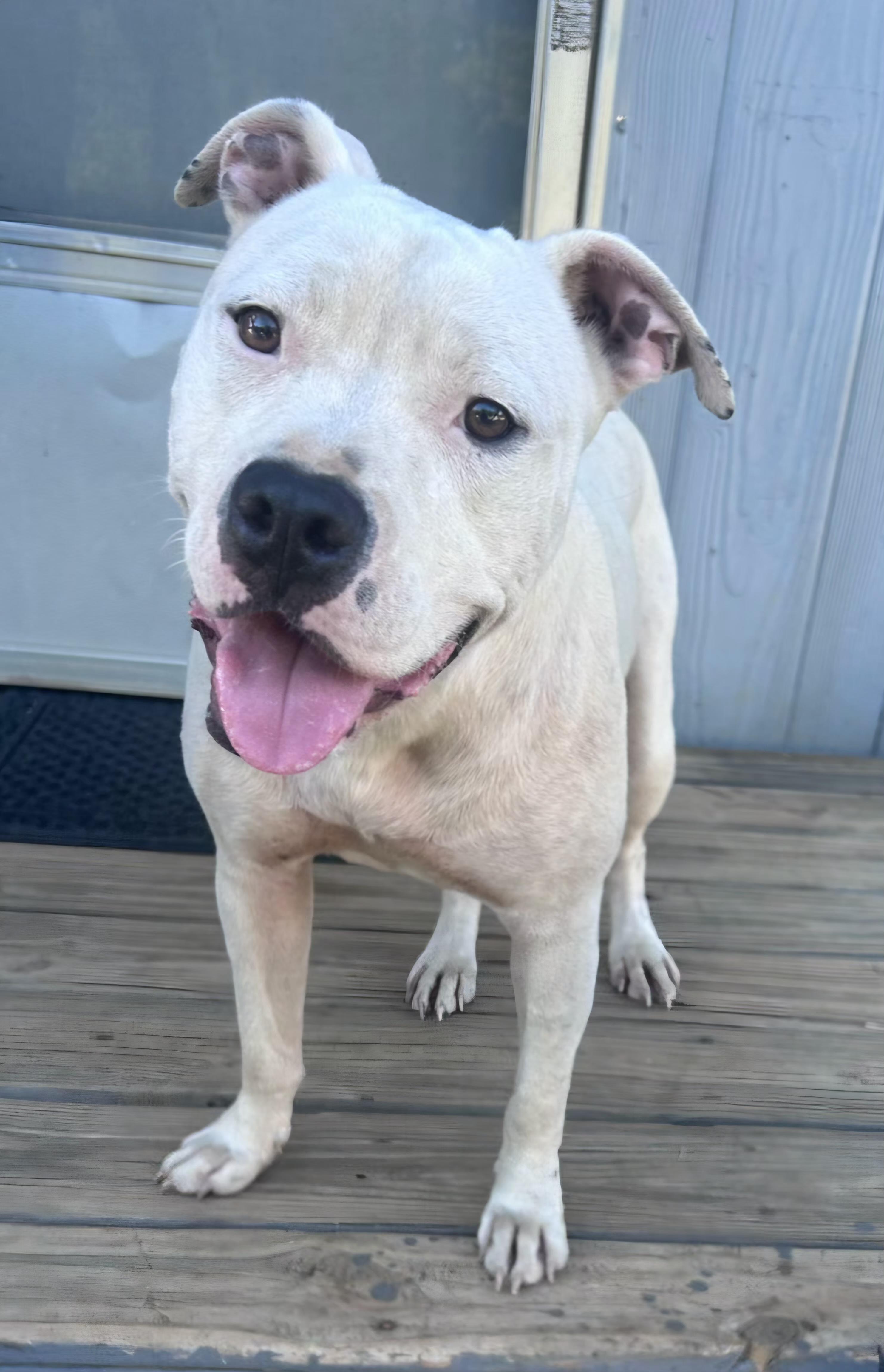 Ghost, Adoptable, Young Female Pit Bull Terrier.