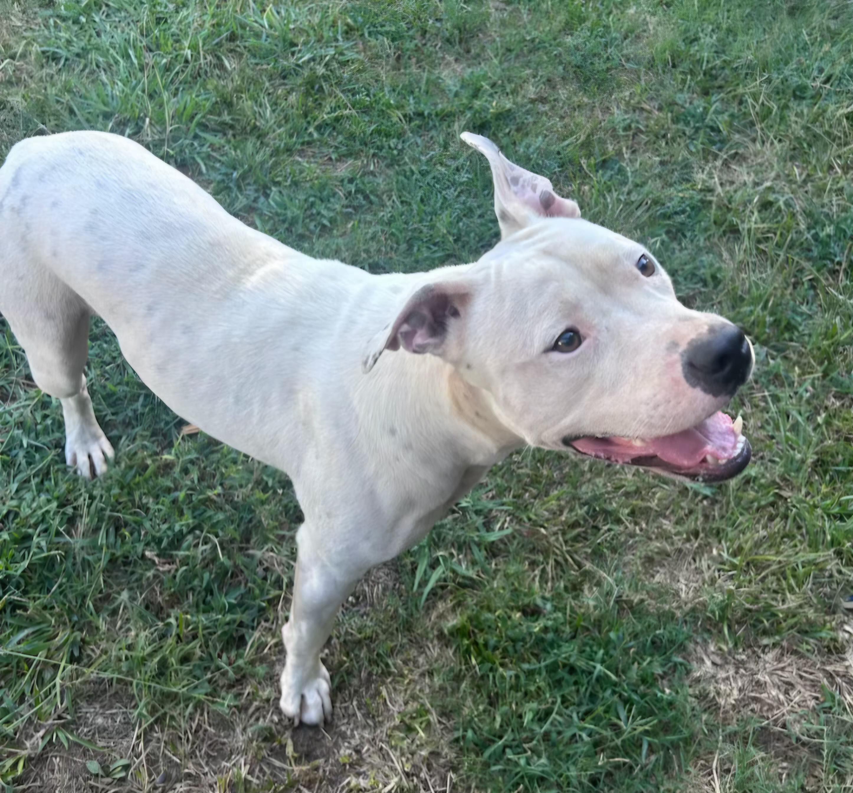 Enlarge Ghost, a Adoptable mixed breed in Abbeville, SC image 4/5