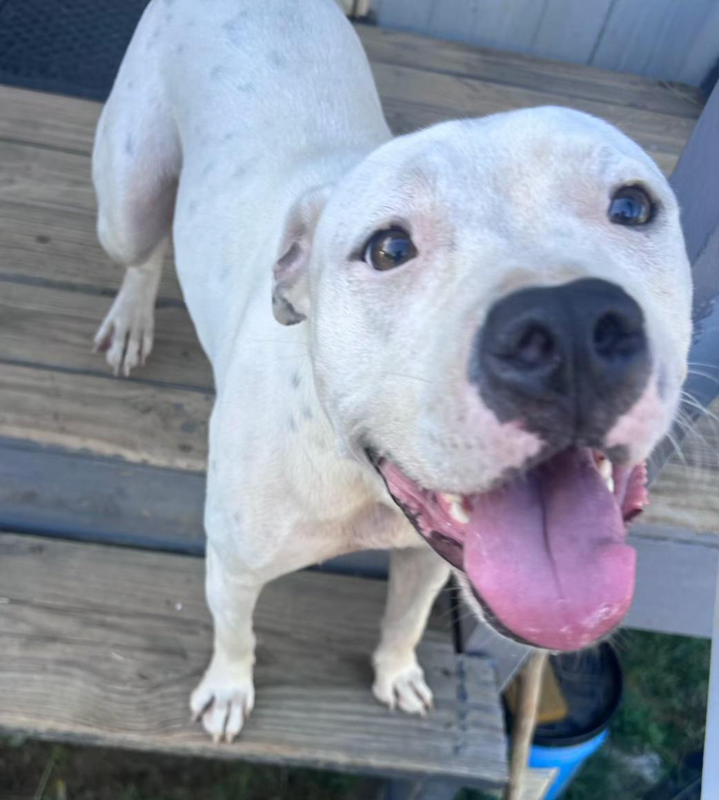 Enlarge Ghost, a Adoptable mixed breed in Abbeville, SC image 5/5