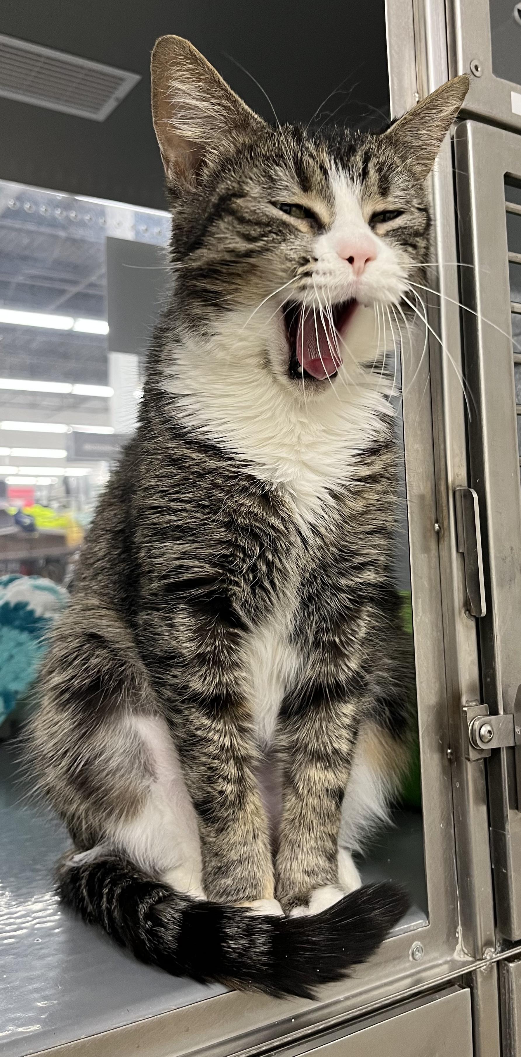 Enlarge Gentry, a Adoptable Domestic Short Hair in Pickering, ON image 2/2