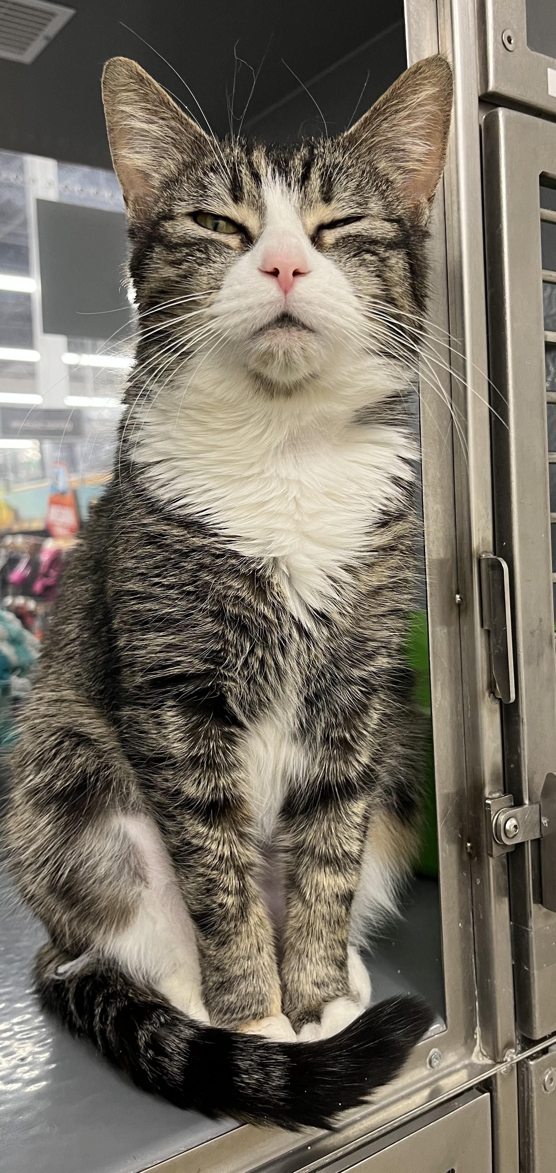 Gentry, Adoptable, Adult Female Domestic Short Hair.